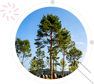 Vườn ươm Đại học Quốc gia Gangneung-Wonju - Cây linh sam(Needle Fir)